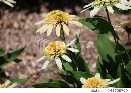 薄黄色の花びらのムラサキバレンギクの花の咲く花壇の風景 薄黄色の花びらのムラサキバレンギクの花の咲く花壇の風景 141706760