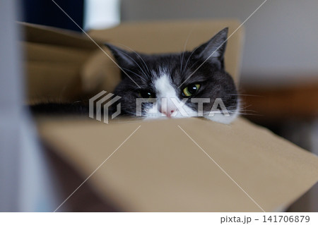 箱の中の猫 箱の中の猫 141706879