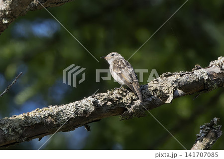 枝にとまるコサメビタキ幼鳥 枝にとまるコサメビタキ幼鳥 141707085
