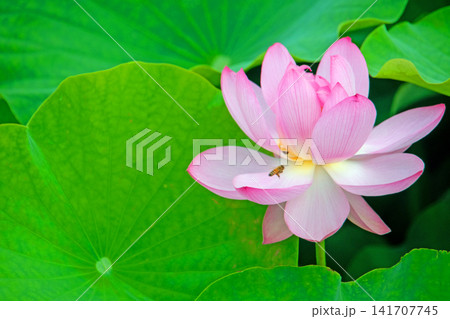 緑の葉の中から顔を出した蓮の花 緑の葉の中から顔を出した蓮の花 141707745