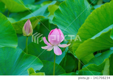 池に美しく咲く一輪のピンクの大賀ハスの花と青々とした緑の葉 池に美しく咲く一輪のピンクの大賀ハスの花と青々とした緑の葉 141708234