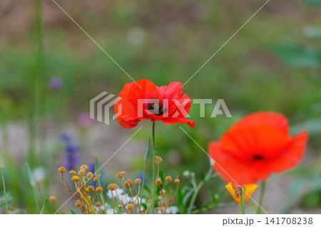 初夏のフィールドに鮮やかに咲く真っ赤なポピーの花 初夏のフィールドに鮮やかに咲く真っ赤なポピーの花 141708238