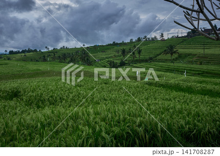 Bali, Indonesia-April 23 2023: Jatiluwih Rice Terraces Scenic area with verdant, undulating rice terraces in the heart of Tabanan Regency attracting hikers, cyclists and photographers. Bali, Indonesia-April 23 2023: Jatiluwih Rice Terraces Scenic area with verdant, undulating rice terraces in the heart of Tabanan Regency attracting hikers, cyclists and photographers. 141708287