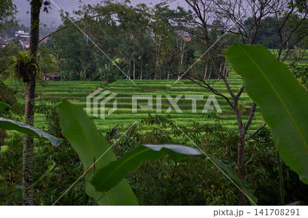 Bali, Indonesia-April 23 2023: Jatiluwih Rice Terraces Scenic area with verdant, undulating rice terraces in the heart of Tabanan Regency attracting hikers, cyclists and photographers. Bali, Indonesia-April 23 2023: Jatiluwih Rice Terraces Scenic area with verdant, undulating rice terraces in the heart of Tabanan Regency attracting hikers, cyclists and photographers. 141708291