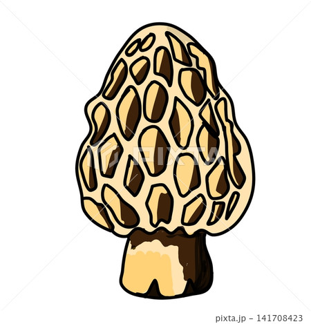Morel Mushroom Black and White Vector Illustration 141708423