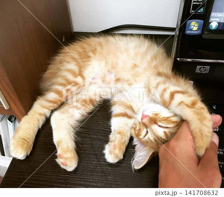 茶トラの子猫 141708632