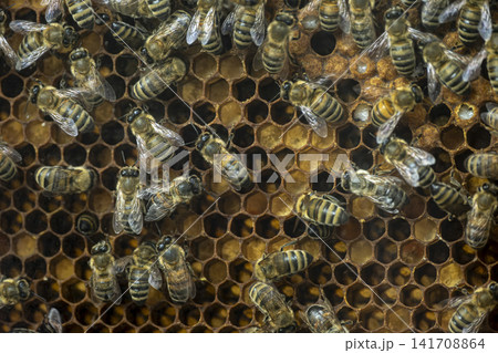 Honey Bees Working on Honeycomb Inside a Beehive. Honey Bees Working on Honeycomb Inside a Beehive. 141708864