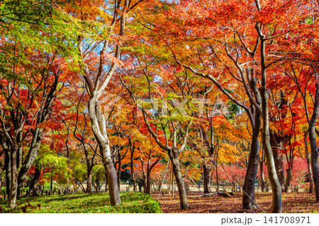 皇居北の丸公園 紅葉の彩り 皇居北の丸公園 紅葉の彩り 141708971