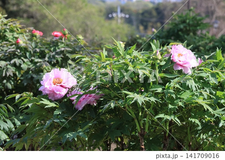 ボタン園のボタンの花 ボタン園のボタンの花 141709016