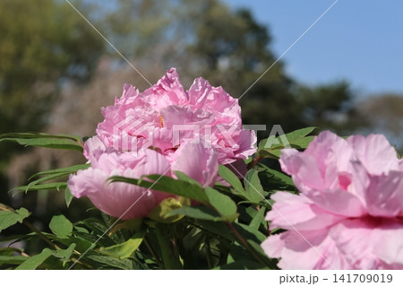ボタン園のボタンの花 ボタン園のボタンの花 141709019