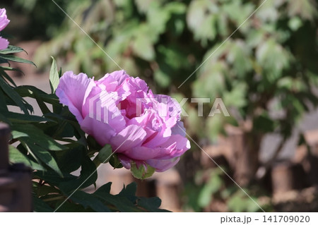 ボタン園のボタンの花 141709020