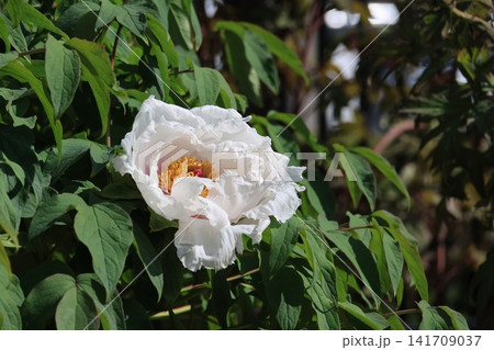 ボタン園のボタンの花 141709037