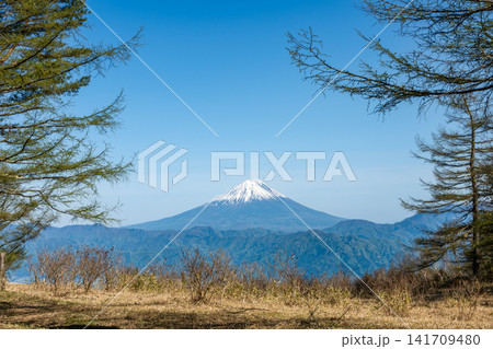 甘利山の登山道から望む初春の富士山と青空の風景 甘利山の登山道から望む初春の富士山と青空の風景 141709480