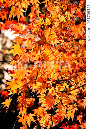 紅葉が美しい赤西渓谷の風景 紅葉が美しい赤西渓谷の風景 141709548
