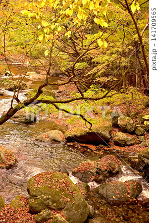 紅葉が美しい赤西渓谷の風景 紅葉が美しい赤西渓谷の風景 141709565