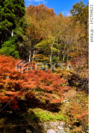 紅葉が美しい赤西渓谷の風景 紅葉が美しい赤西渓谷の風景 141709623