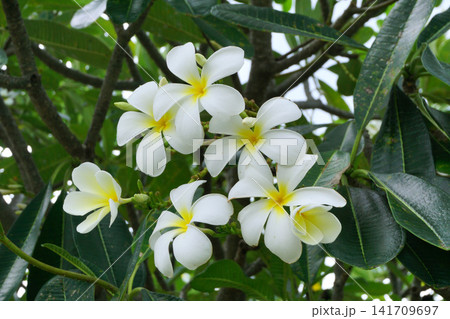 frangipani flowers, white plumeria tropical spa flower frangipani flowers, white plumeria tropical spa flower 141709697