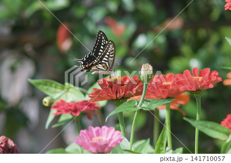 Close-up of a papilio machaon butterfly over a red flower in daylight. 141710057