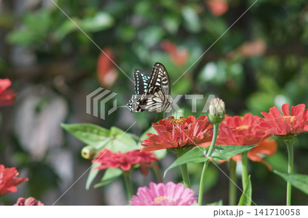Close-up of a papilio machaon butterfly over a red flower in daylight. Close-up of a papilio machaon butterfly over a red flower in daylight. 141710058