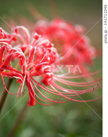 花弁のフチが白い曼珠沙華(彼岸花) 花弁のフチが白い曼珠沙華(彼岸花) 141711048