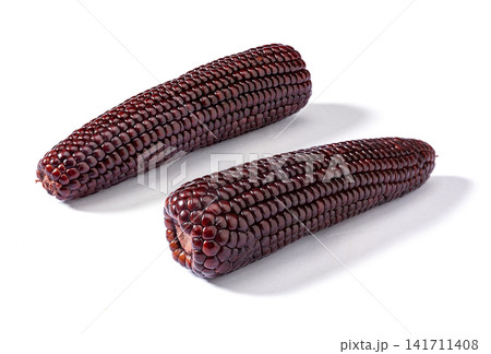 raw black waxy corn cobs isolated on white background raw black waxy corn cobs isolated on white background 141711408