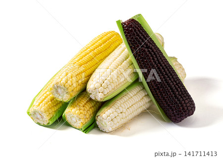 yellow sweet corn and black waxy corn cobs isolated on white background yellow sweet corn and black waxy corn cobs isolated on white background 141711413