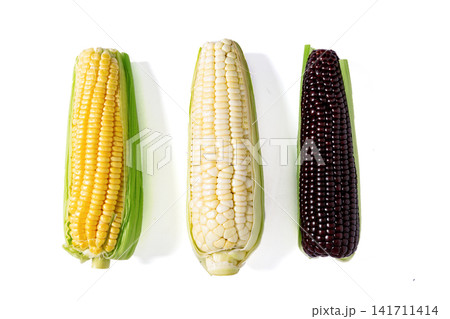 yellow sweet corn and black waxy corn cobs isolated on white background 141711414