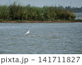 A graceful Ardea alba Great Egret standing quietly along the edge of a serene lake 141711827