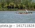 A graceful Ardea alba Great Egret standing quietly along the edge of a serene lake 141711828