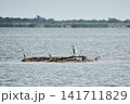 A graceful Ardea alba Great Egret standing quietly along the edge of a serene lake 141711829