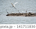 A graceful Ardea alba Great Egret standing quietly along the edge of a serene lake 141711830