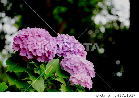 赤い紫陽花 141711917