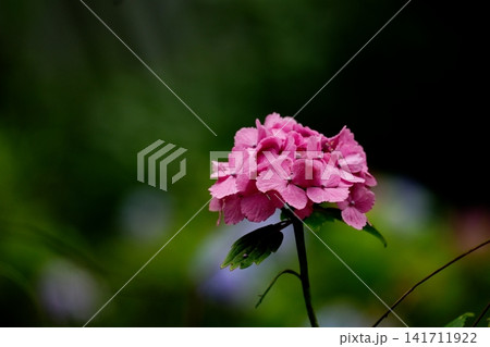 雨に濡れたピンクの紫陽花 141711922
