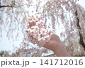 桜 141712016