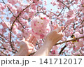 桜 141712017