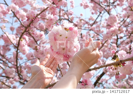 桜 桜 141712017