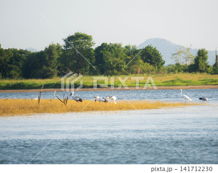 Flock of water birds gathered along the sandy shore of a wide lake in bright daylight Flock of water birds gathered along the sandy shore of a wide lake in bright daylight 141712230