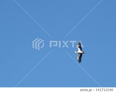 Asian openbill stork flying high in the clear blue sky during a sunny day 141712240
