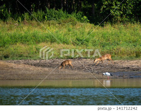 Wild deer grazing near the lake shore with dense green forest in the background during daylight 141712242