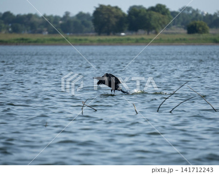 Black water bird flying low over the water surface of a calm lake in nature 141712243
