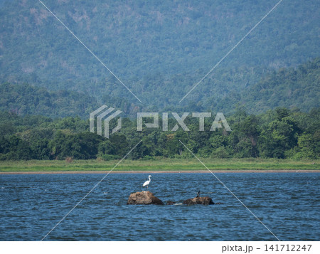 Great egret and water birds perched on rocks in a tranquil lake against a scenic mountain backdrop Great egret and water birds perched on rocks in a tranquil lake against a scenic mountain backdrop 141712247