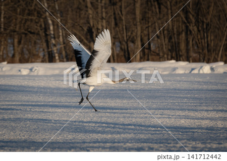 北海道で見られる日本を代表する美しい野鳥、冬の雪原で舞う真白な優雅なタンチョウ 北海道で見られる日本を代表する美しい野鳥、冬の雪原で舞う真白な優雅なタンチョウ 141712442