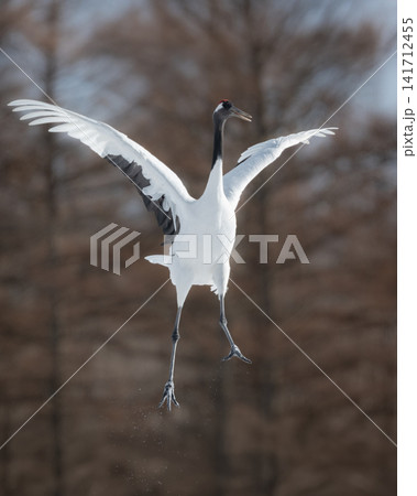 北海道で見られる日本を代表する美しい野鳥、冬の雪原で舞う真白な優雅なタンチョウ 141712455