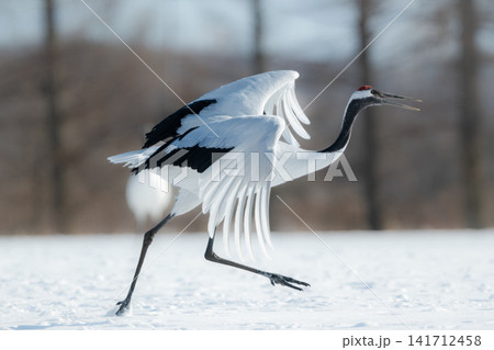 北海道で見られる日本を代表する美しい野鳥、冬の雪原で舞う真白な優雅なタンチョウ 141712458
