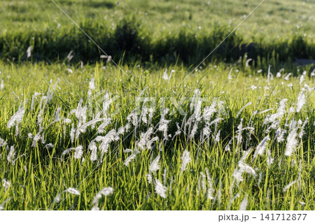 川内峠頂上の景色(長崎県平戸市) 川内峠頂上の景色(長崎県平戸市) 141712877