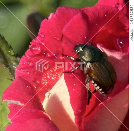 薔薇の花びらにとまるカナブンと水滴のマクロ写真 薔薇の花びらにとまるカナブンと水滴のマクロ写真 141712924