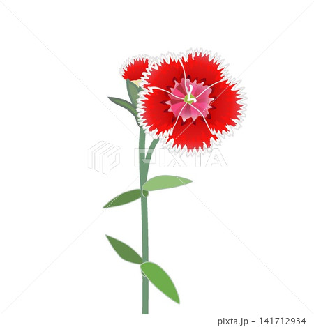 赤いダイアンサスのイラスト 赤いダイアンサスのイラスト 141712934