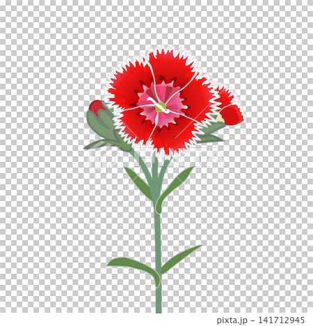紅色石竹的插圖 紅色石竹的插圖 141712945
