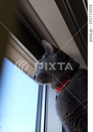 家でくつろぐロシアンブルー 141713058