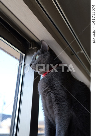 家でくつろぐロシアンブルー 家でくつろぐロシアンブルー 141713074